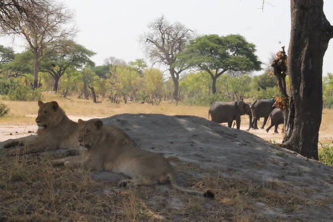 Hwange National Park Full Day Trip - The afternoon drive follows the water