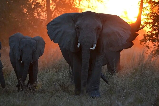 Hwange National Park Full Day Trip - Who will get the most from this safari