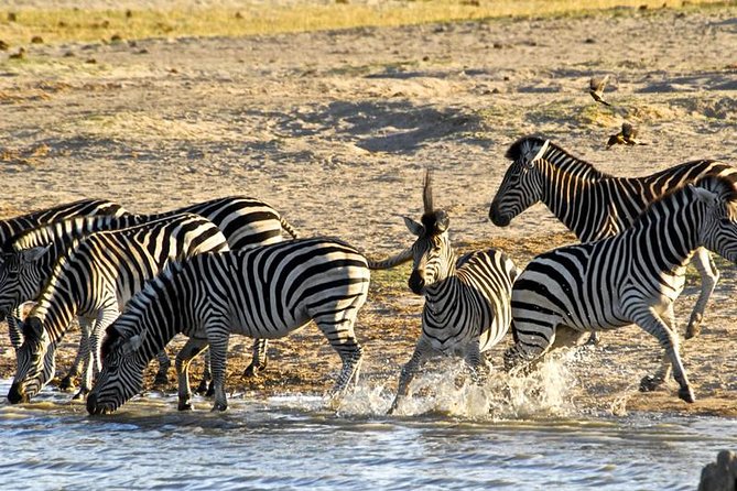 Hwange (Safari) Day Trip from Victoria Falls - Wildlife sightings, from elephants to painted dogs