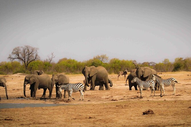 Hwange (Safari) Day Trip from Victoria Falls - The afternoon game drive and return to Victoria Falls