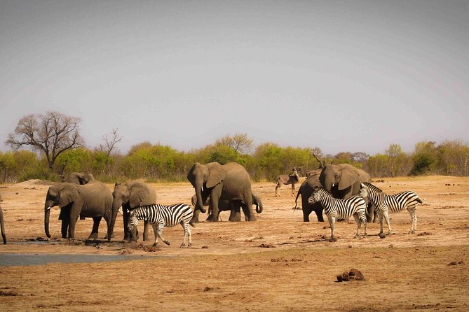 Hwange (Safari) Day Trip from Victoria Falls - The 6:00 am pickup from Victoria Falls