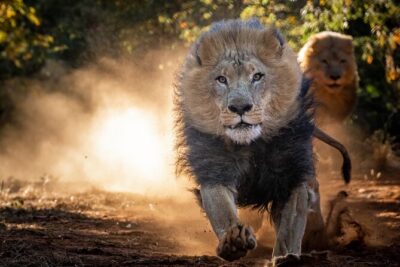 Lion & Wildlife Sanctuary Excursion Victoria Falls