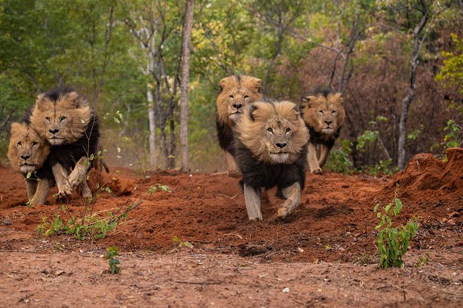 Lion & Wildlife Sanctuary Excursion Victoria Falls - What the three-hour schedule may feel like