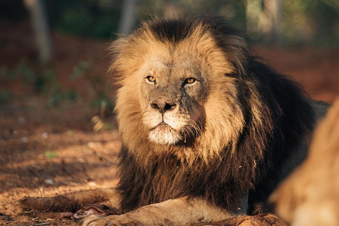 Lion & Wildlife Sanctuary Excursion Victoria Falls - The guide can shape the experience
