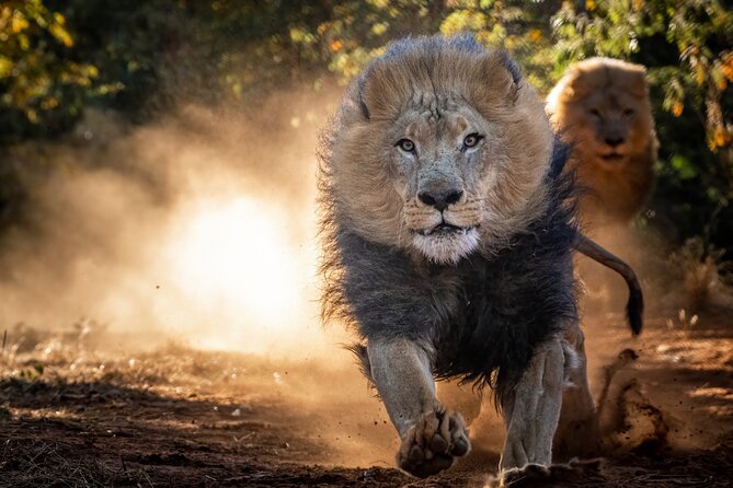 Lion & Wildlife Sanctuary Excursion Victoria Falls - The lion feeding, the tour’s most powerful moment