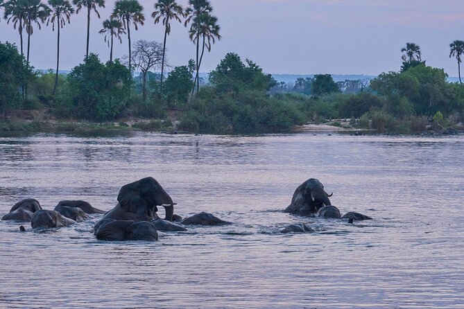 Luxury Zambezi Sunset Game Cruise - Is $119 good value?