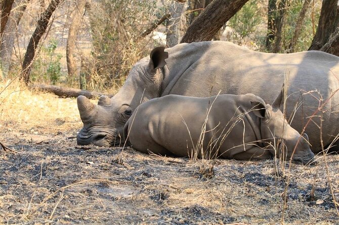 Matobo Rhino Encounter - Reading footprints, dung, and useful plants