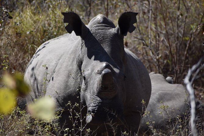 Matobo Rhino Encounter - A cave filled with ancient San paintings