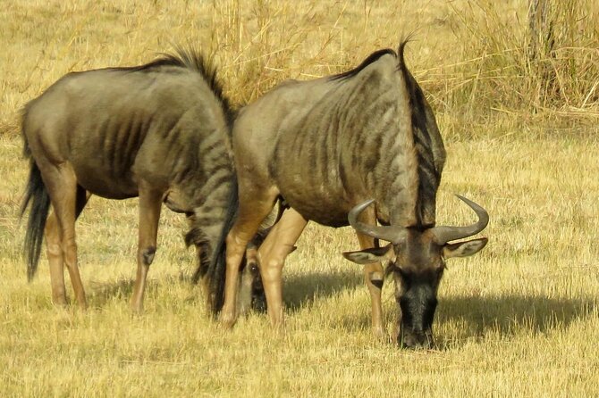 Matobo Rhino Encounter - Barbecue lunch, refreshments, and sunset drinks