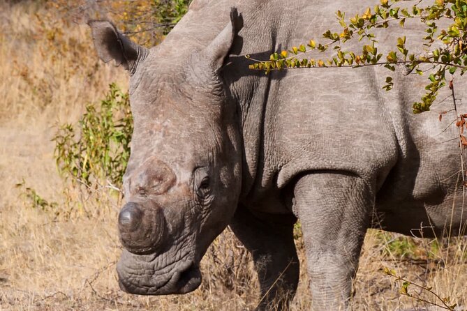 Matobo Rhino Encounter - Is $120 a fair price?