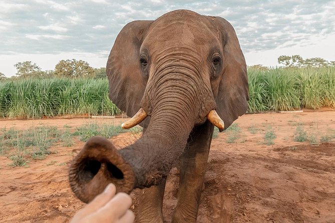 Moments with Elephants - The 7:30 a.m. start and pickup