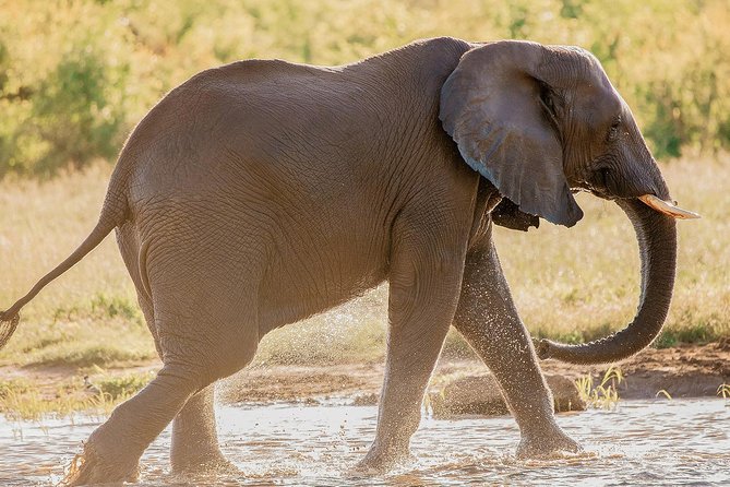 Moments with Elephants - What the $180 price means