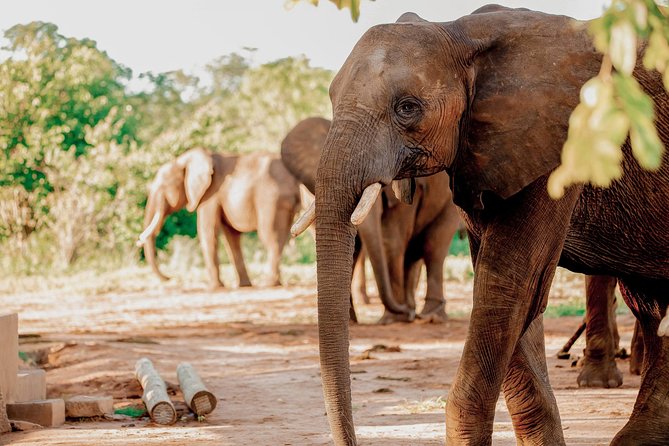 Moments with Elephants - Group size, comfort, and pace