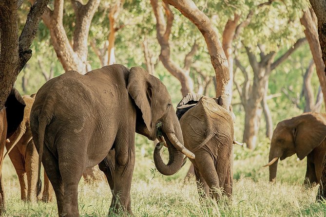 Moments with Elephants - Learning from the elephant carers