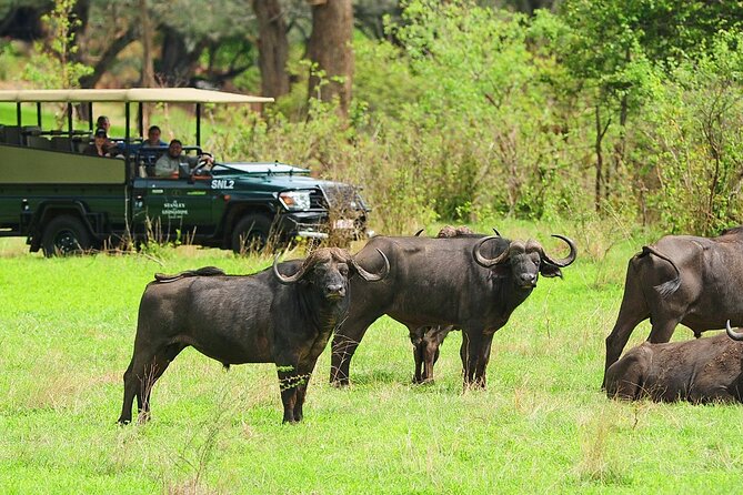 Morning or Afternoon Game Drive In Victoria Falls - The 3 p.m. pickup and drive into the reserve