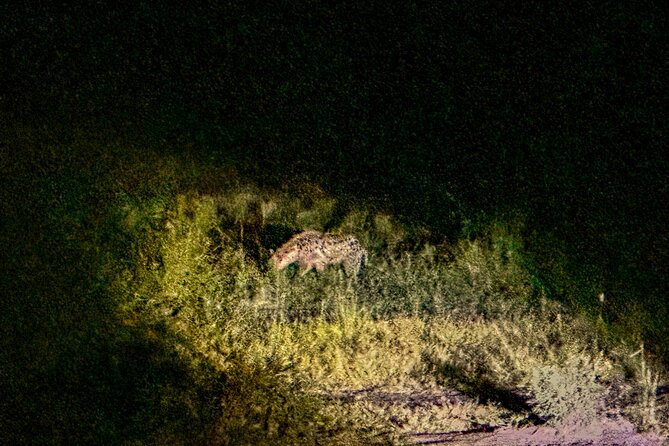 Night Game Drive in Zambezi National Park and Victoria Falls - Red light and the search for nocturnal animals