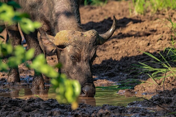 Premium Safari Game Drive in National Park - Service from booking to the hotel desk