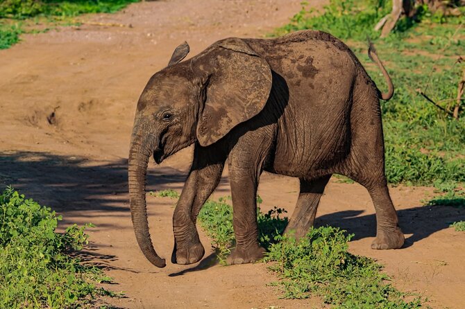 Premium Safari Game Drive in National Park - Searching for elephants, lions, buffalo, and leopards
