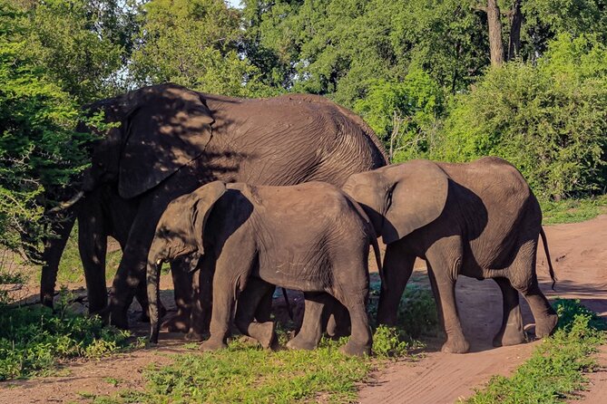 Prime Safari Game Drive with Gin Tonic and Amarula break - Who Will Enjoy This Safari Most?
