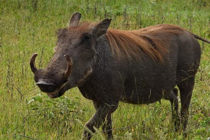 Private Guided Tour in Victoria Falls - Choosing sunrise, daytime, or moonlight