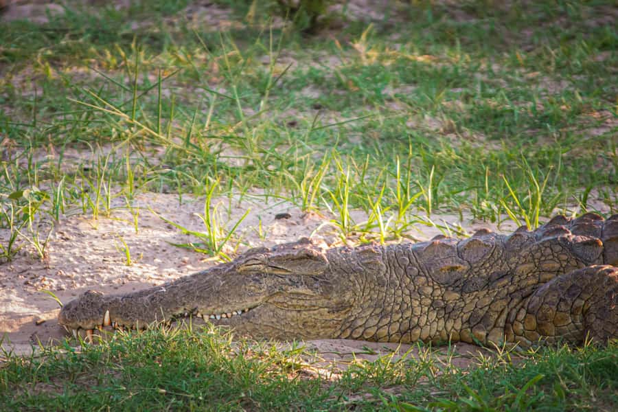 Riversong Sunset Luxury Zambezi Cruise - Key Points About the Riversong Sunset Cruise