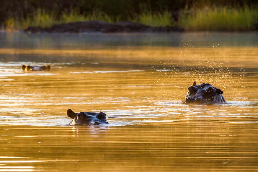 Riversong Sunset Luxury Zambezi Cruise - Who Will Enjoy This Cruise Most?