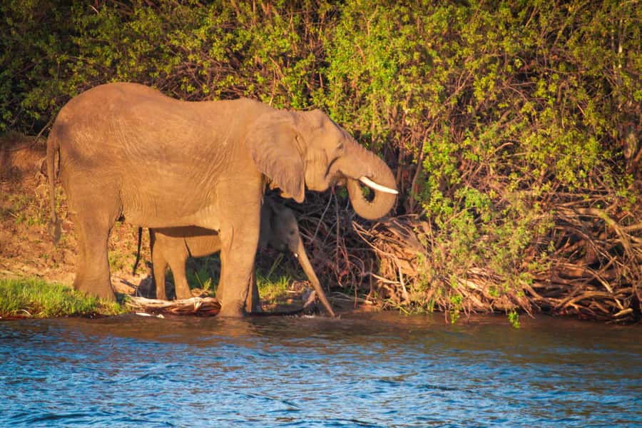 Riversong Sunset Luxury Zambezi Cruise - Booking Flexibility and Practical Planning