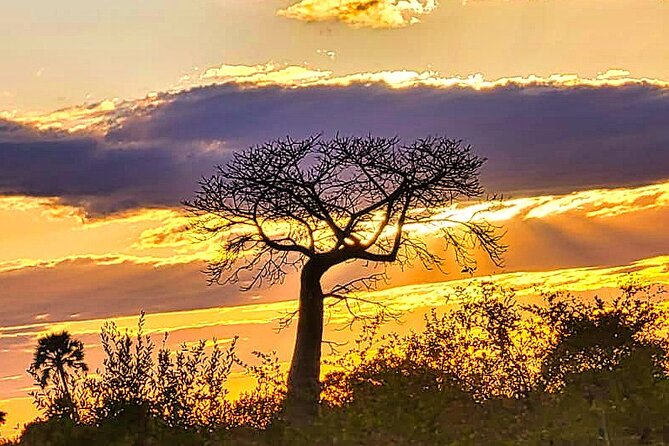 Safari Game Drive in the Savannah with Hotel pickup 3 times daily - Hotel Pickup Three Times Daily