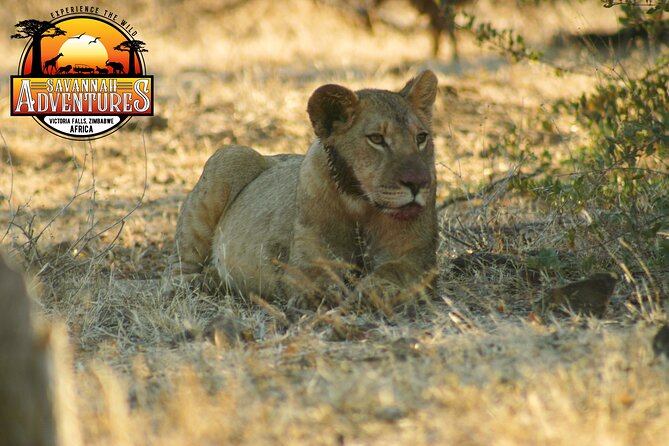 Safari Game Drive in the Savannah with Hotel pickup 3 times daily - Why the Three-Hour Length Matters
