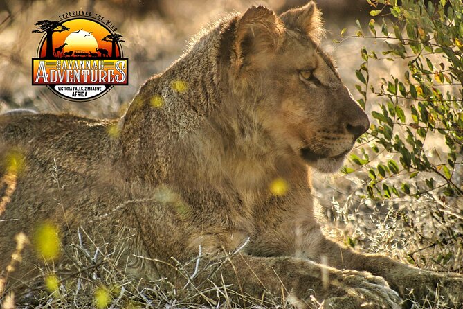 Safari Game Drive in the Savannah with Hotel pickup 3 times daily - The 91 Percent Recommendation and One Clear Warning