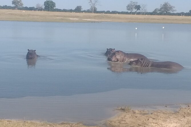 Safari Game Drive in Zambezi National Park - What makes this Zambezi safari worth considering