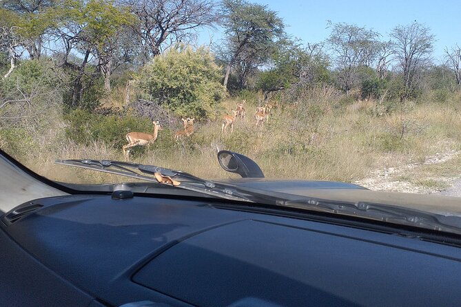 Safari Game Drive in Zambezi National Park - Five minutes from Victoria Falls, then real bush
