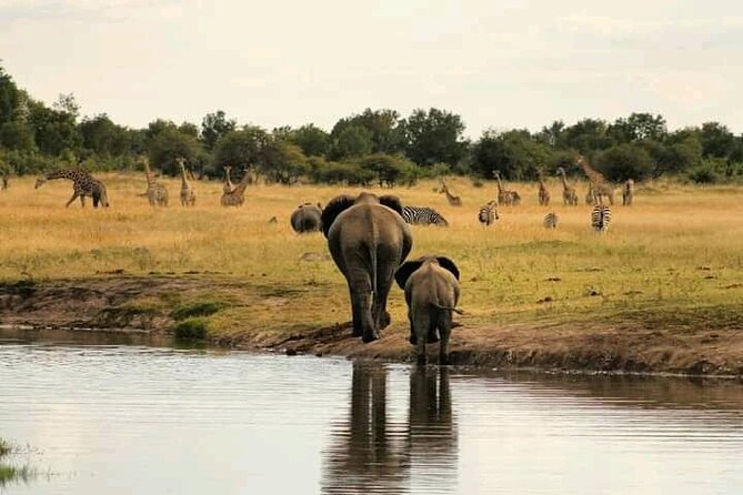Safari Game Drive in Zambezi National Park - Elephants, lions, rhino, and the reality of sightings