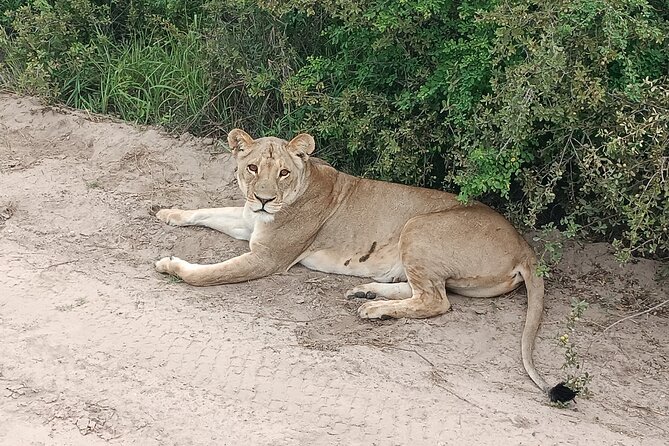 Safari Game Drive in Zambezi National Park - Who will enjoy this drive most