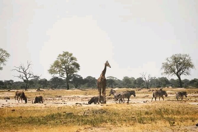 Safari Game Drive in Zambezi National Park - Practical details before you book