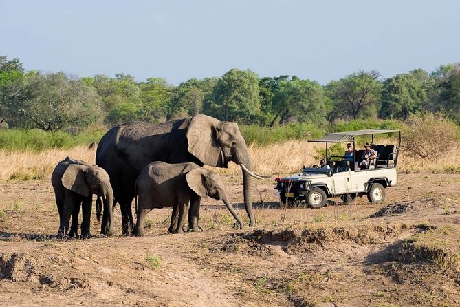 Safari Game Drive in Zambezi National Park with Hotel Pickup - Choosing between the morning and afternoon departures