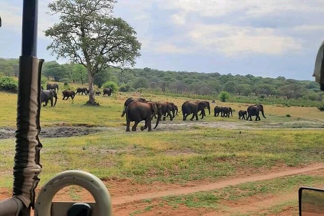 Safari Game Drive in Zambezi National Park - Choosing between the early morning and mid-afternoon drive