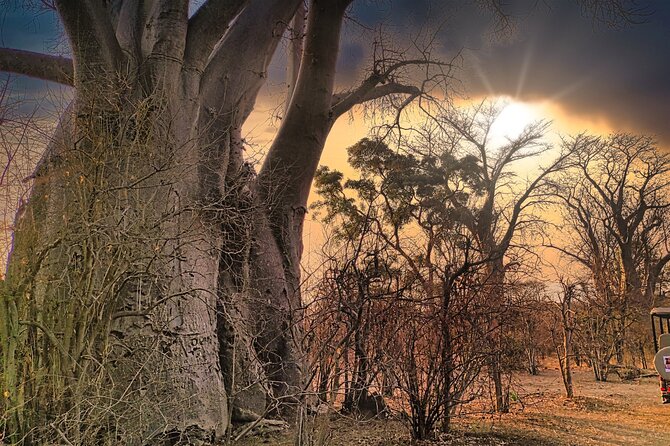 Safari in Victoria Falls and Zambezi National Park - Searching Zambezi and Chamabondo National Parks