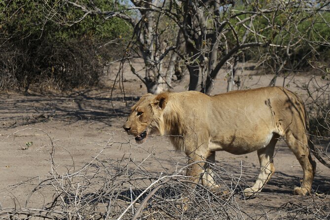 Small Group: Zambezi National Park Guided Game Drive - Why This Short Safari Works Well From Victoria Falls
