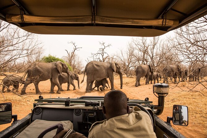 Small Group: Zambezi National Park Guided Game Drive - The 3 p.m. Afternoon Drive Fits a Fuller Day