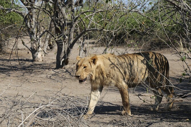 Small Group: Zambezi National Park Guided Game Drive - Is $120 Plus the Park Fee Good Value?