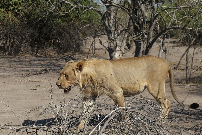 Small Group: Zambezi National Park Guided Game Drive - How to Prepare for the Early Start or Late Departure