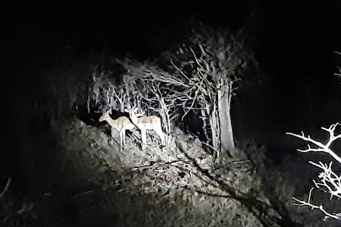 Stargazing and Moonlight Experience - A two-hour night in the Victoria Falls bush