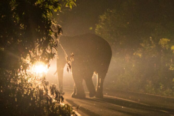 Stargazing and Moonlight Experience - Wildlife after sunset, with realistic expectations