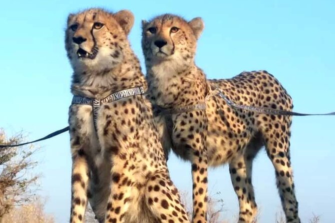 The Cheetah Experience - Walking beside cheetahs in the bush