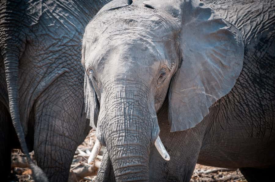 Three Day Camping Safari Chobe - Two Nights Camping Inside Chobe National Park