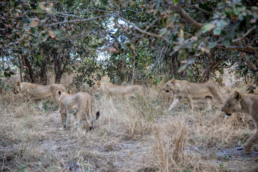 Three Day Camping Safari Chobe - What The Three Days Feel Like