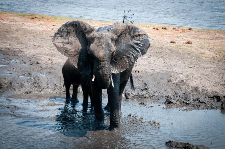 Three Day Camping Safari Chobe - What Is Included For $1,200