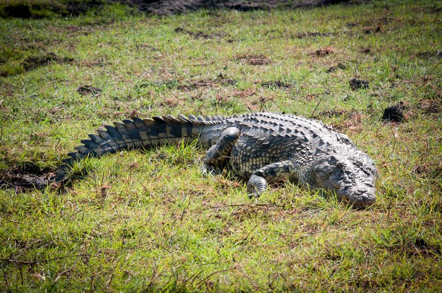Three Day Camping Safari Chobe - My Verdict On Three Day Camping Safari Chobe
