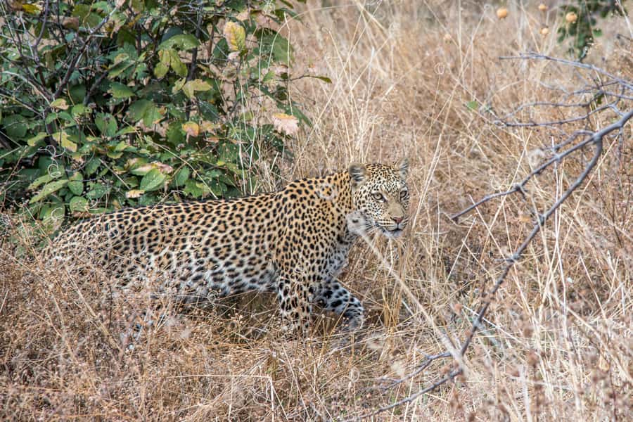 Three Day Camping Safari Chobe - FAQ